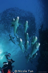Photographer at work
Early morning dive at the Tulamben ... by Nicole Tan 